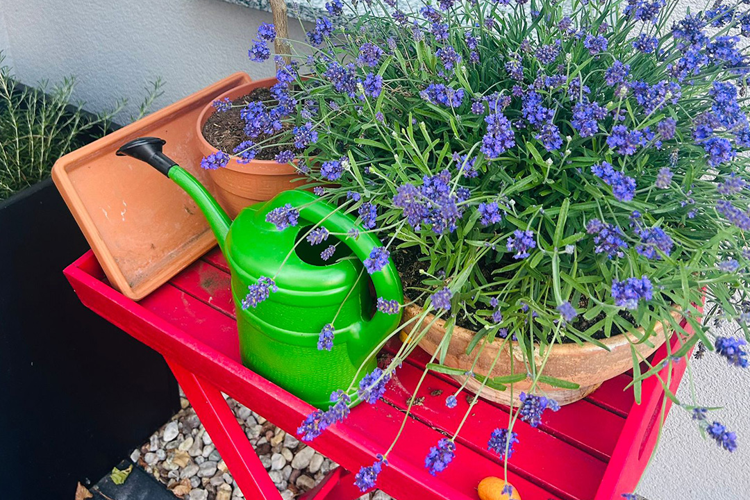 Apartment Ulmen Krone